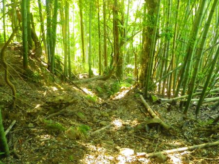 竹藪地帯になると登山道は荒れていて少々迷いやすいかもしれない