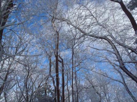 青空がでて、樹氷と青のコントラストに！