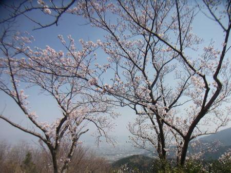 山頂も満開とはいえないけどかなり桜が咲いていた