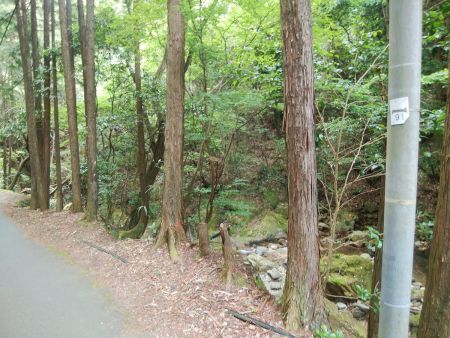 林道に出るとゴジラ岩と書かれた木のプレートがあり、ここの電柱は91番らしい。覚えておこう