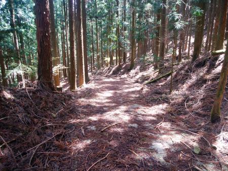 ここからは東海自然歩道だが完全に林道歩きとなった