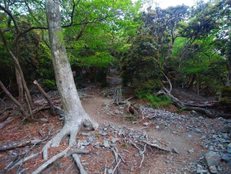 完全に明るくなった。入道ヶ岳は山頂に出るまではなんだか樹林帯の中で風景はあまり変わらない