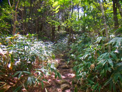 登山道はシダ植物地帯の道になってきた。相変わらず樹林帯の中で景色は変わらない