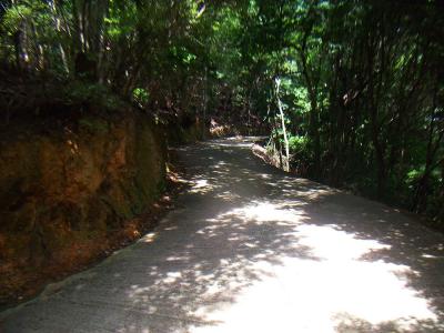 本山寺まで舗装道が続く。暑い中、この最初の舗装道が嫌だった