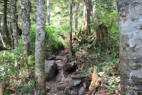 王滝ベンチから笠原沢までは沢沿いであるけど樹林帯の登山道が続く