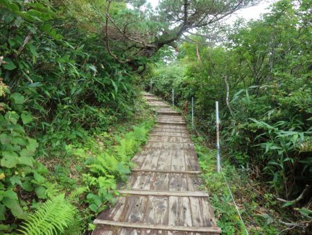 日本百名山で人気のある山だからなのか、登山道はよく整備されていて木道を歩く
