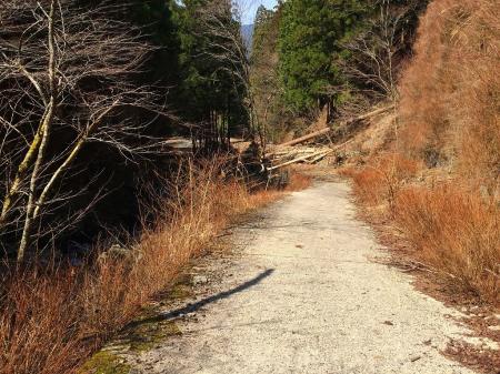 この道で一番嫌な林道開始。心折れそうなので、ここからも小走りで進む