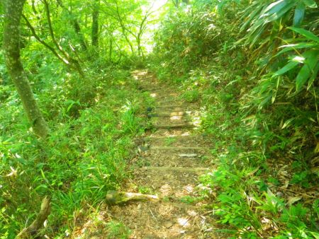 下りの登山道はよく整備されていて階段が続く