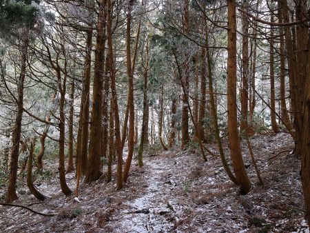 銚子ヶ口へ向かう途中、ちょっとした雪景色になっていて登山道の雰囲気が変わっていた
