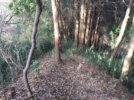 尾根道のルートは木に赤いペンキが塗られている