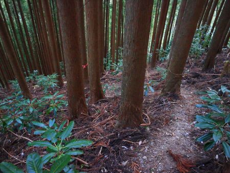 植林帯に入るとピンクテープがって踏み跡がしっかりあるので従って下っていく