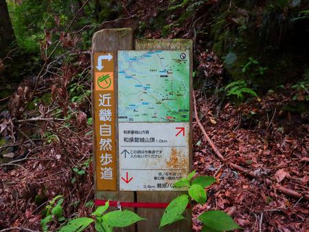 和泉葛城山頂まで1kmと登山道は結構短いかも。ほとんどの距離が林道だったってことかな