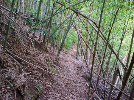 この付近の竹林地帯になるが、ここから少し荒れ気味の登山道になる。踏み跡はあるけど初心者だと少し迷いやすいかもしれない