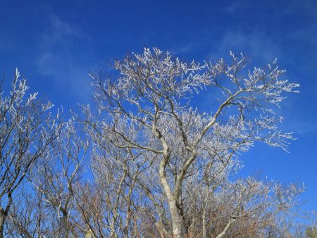 見上げると樹氷が見えた。霧氷ではなかったけど青空で樹氷を見れたのはよかった