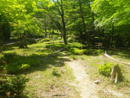 ここで堂倉山にピークハントするために尾鷲道から外れる。写真ではわかりにくいが、直進してピークへ登る。わずかな踏み跡はあった