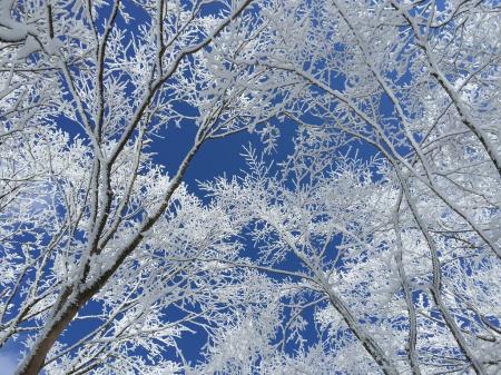青空が広がっているので樹氷地帯も撮影する