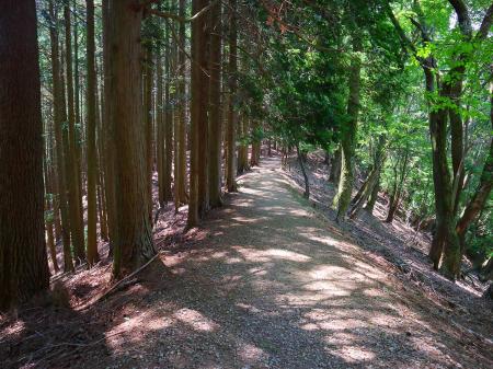 上杉尾根は予想通りなだらかで歩きやすい道が続く。同じような景色なのであまり撮影ポイントがなかった