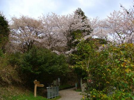 登山口の桜は満開