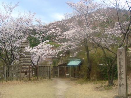 鹿谷寺跡では桜が満開