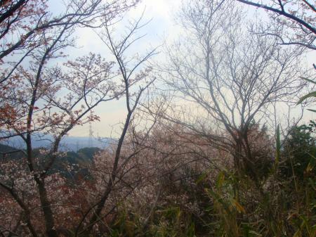 日陰の桜はまだつぼみがあった
