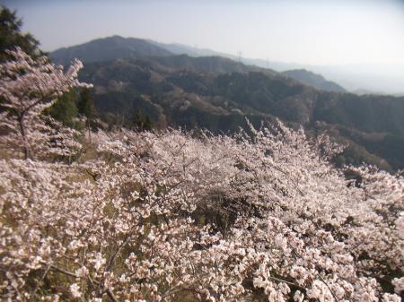 展望台にのぼって撮影してみる。桜を見下ろせるところって珍しいかもね