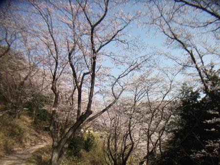 展望台から管理道を歩くけど、今日は桜の街道を歩いてる感じだった