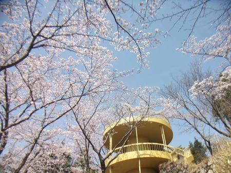 展望台の付近も桜満開だね。展望台は帰りに立ち寄ることにした