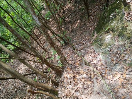 沢の音が聞こえてるから林道まで近いんだろうけど、かなりの急斜面で滑りやすかった。トラロープが設置されていて助かった