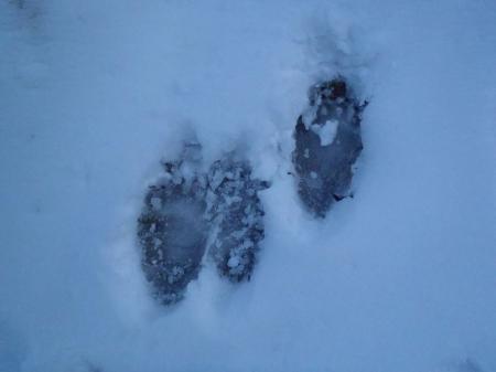 熊の足跡を発見！暖かくなってきたから出てきたようだ