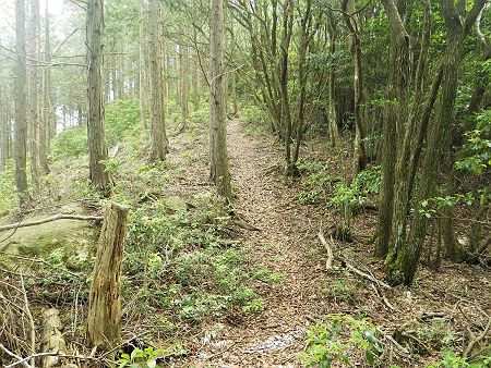 ここから西光寺山の山頂への登りがはじまるが、なだらかなのでさくさくと登っていくことができた