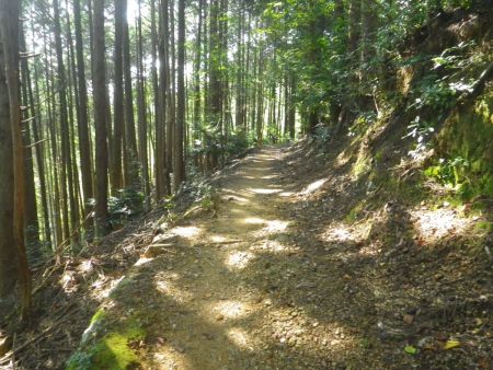 自然研究路４号線はなだらかな登山道でつづら折れの道をどんどん登っていく