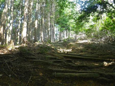 東海自然歩道は倒木などはあるもののよく整備された登山道で歩きやすい