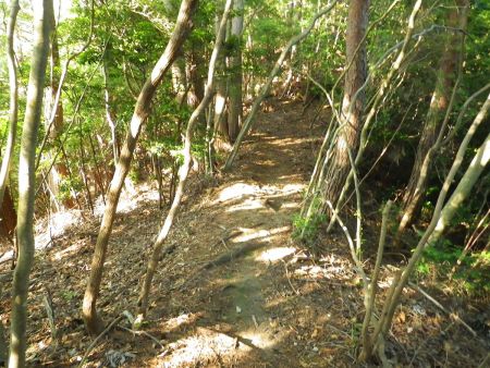 猿子城山への尾根道は最初はなだらかだけど標高があまり稼げてないので急登が待っていると覚悟していた
