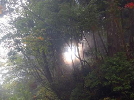 樹林の間から光がさすのが不思議な光景