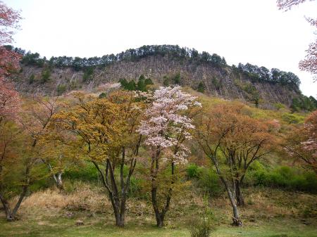 屏風岩と桜。桜はまだ咲いていた