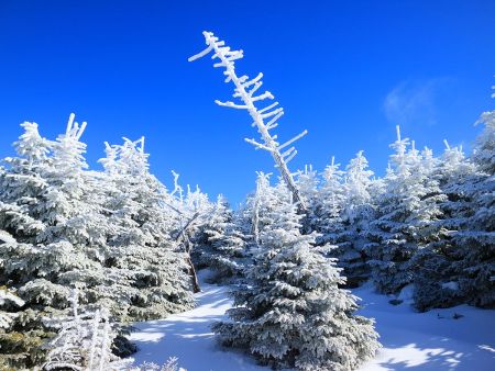 大倒木地帯付近で撮影したけど見事な青空と雪景色。人が入り込んでないのもあって最高の景色