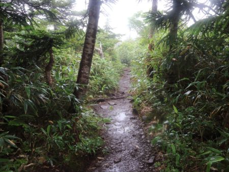 さっさと下山をすることにした。雨は降ってなかったけど、かなり湿度が高い感じがした