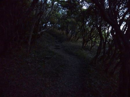 樹林帯の中はまだ暗いけどヘッドライトなしでも歩けるレベルだった
