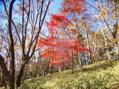 季節は秋だけど、この付近はすでに紅葉で色づいてるところもあった