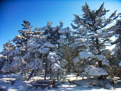 弥山に戻って雪がかぶった樹林を撮影してみた。上のほうの雪は落ちてるんだろうけど、ここの雪景色が見れただけでも満足