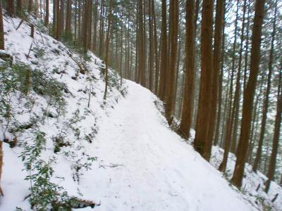 植林帯の道が続く。雪の量はまだボチボチといった感じだった