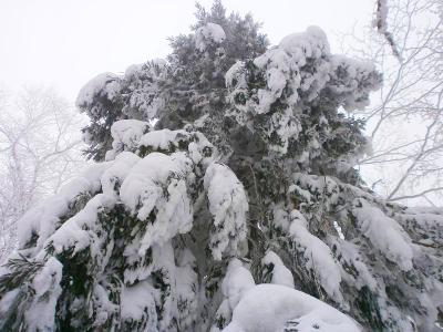 雪が積もって重そうな木。もう少し積もっていたら完全にモンスター化していた