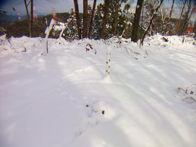 女山にある山頂三角点が雪に埋まっていた。30cmも積もってないと思うんだけどね