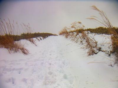 無積雪でもこの道を歩くのは好きなんだけど曇っているとなんだか微妙な感じ