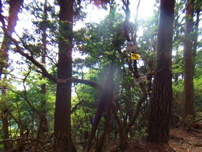 ここが編笠山の山頂。ここも樹林に囲まれた山頂で何もない。木にいくつかのプレートがあった