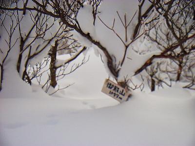 御殿山のプレートを発見した。木が雪に埋もれていて下のほうにあったのでわからなかった