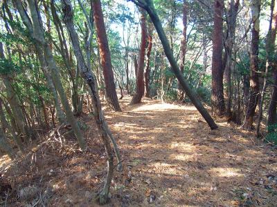 勝尾寺南山へは道なき道を登っていく感じ