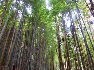 若山神社から竹林地帯を歩いていって乙女の滝までブラブラ歩いていく