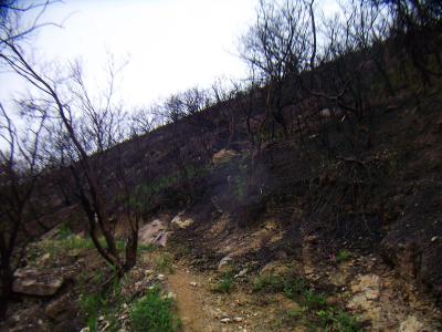 火事で焼けた後なのか周囲の木は黒くなっているところのつづら折れの道を進んでいく