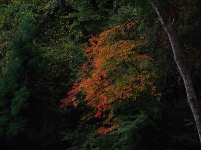 季節も秋で少し色づきはじめてきている。完全に色づいた時に来たことないけど紅葉はないよね